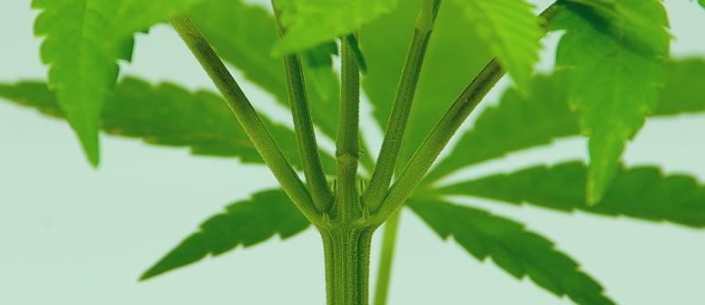 What are nodes and internodes of cannabis plants?